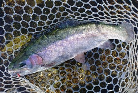 ミノーイングが楽しいフィッシングパーク高島の泉